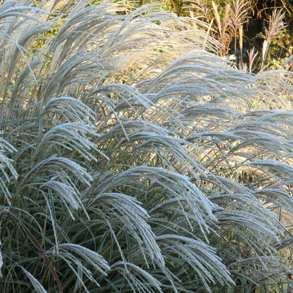 Miscanthus sinensis 'Herman Mussel'