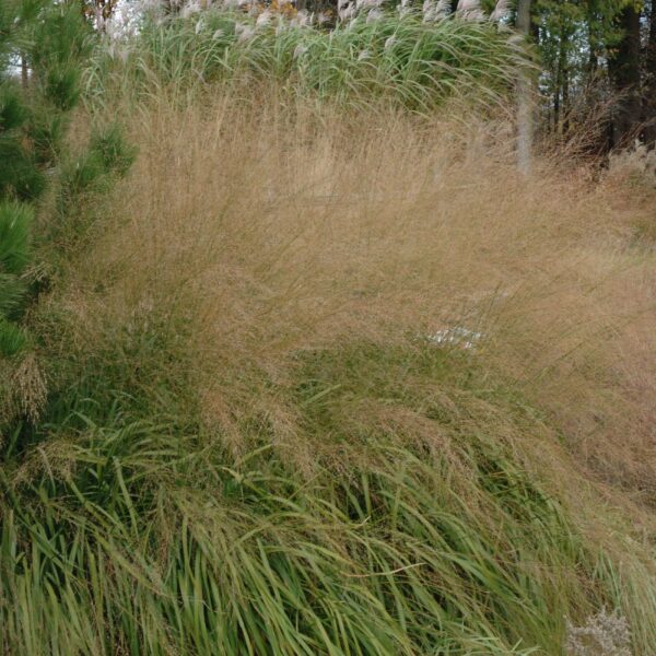 Molinia arundinacea 'Karl Foerster'