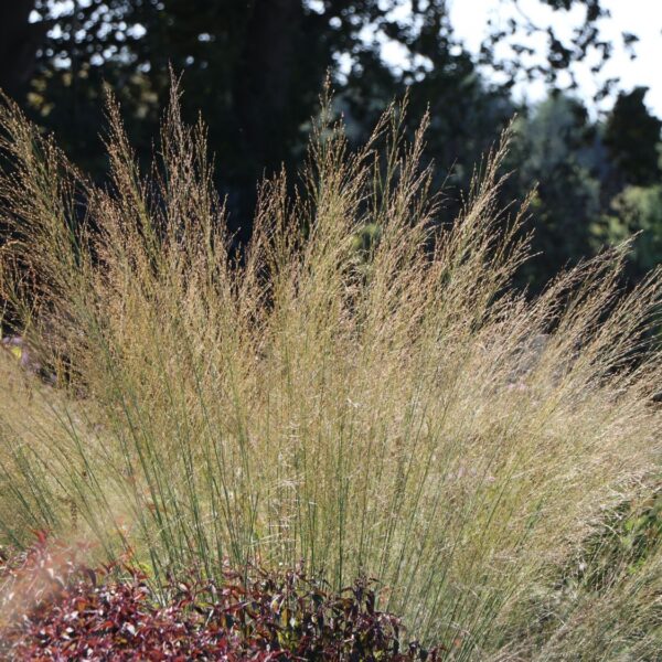 Molinia arundinacea 'Windsäule'