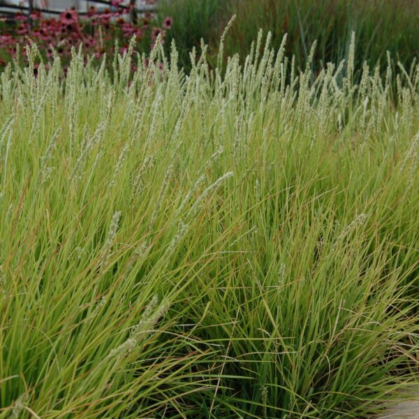 Molinia caerulea 'Carmarthen'
