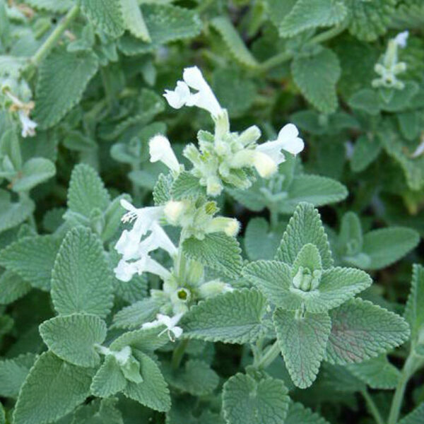 Nepeta faassenii 'Alba'