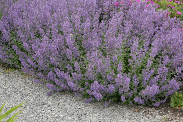 Nepeta faassenii 'Grol'