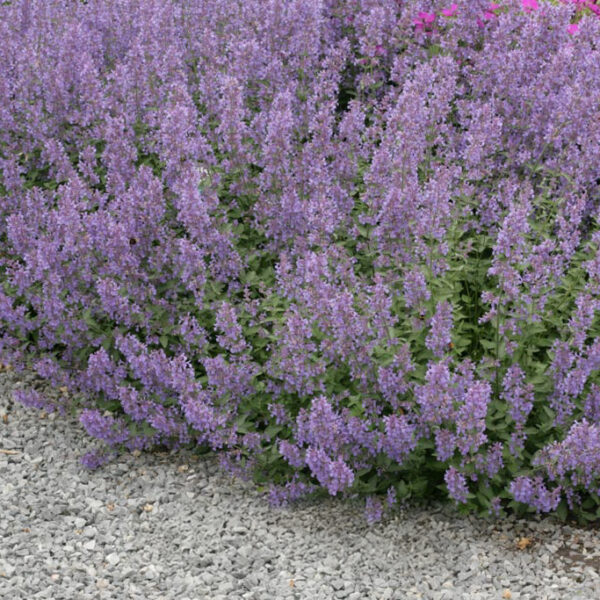 Nepeta faassenii 'Grol'