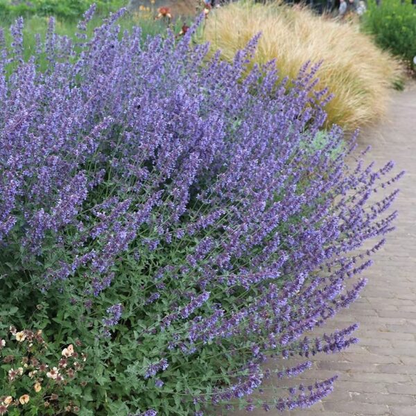 Nepeta faassenii  'Junior Walker'