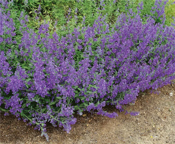 Nepeta faassenii 'Senior'