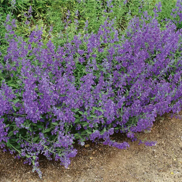 Nepeta faassenii 'Senior'