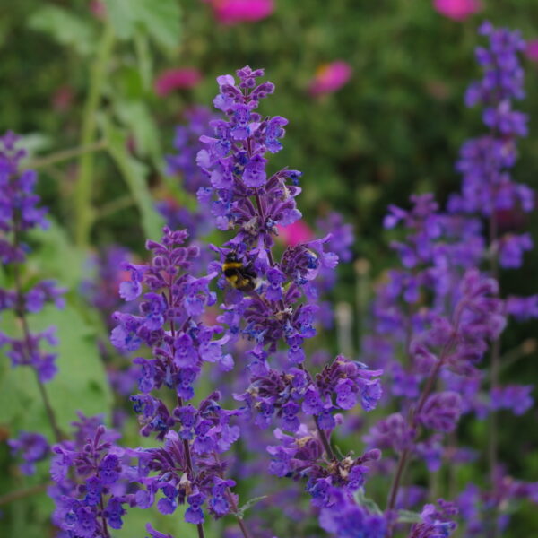 Nepeta faassenii  'Six Hills Giant'
