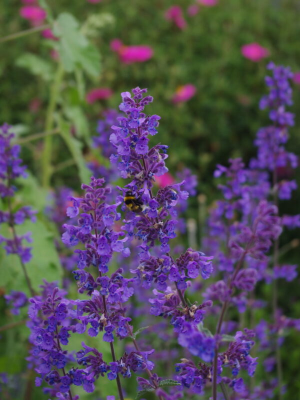 Nepeta faassenii  'Six Hills Giant'