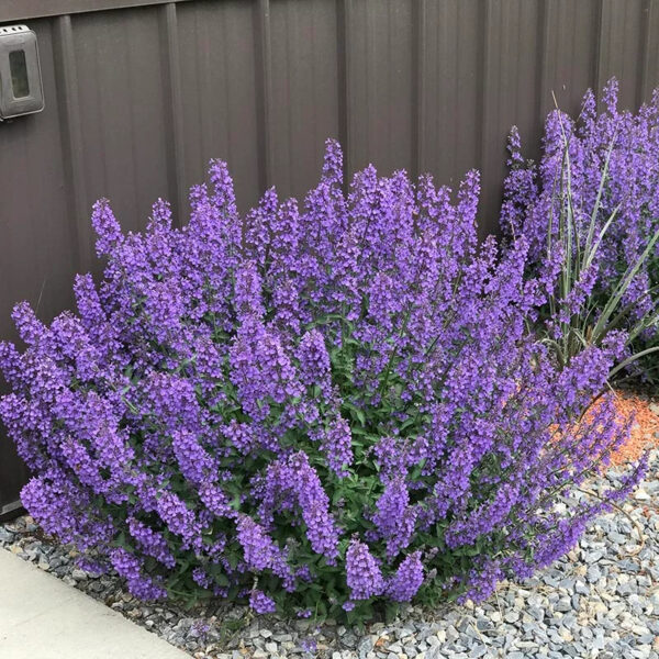 Nepeta faassenii  'Walker-s Low'