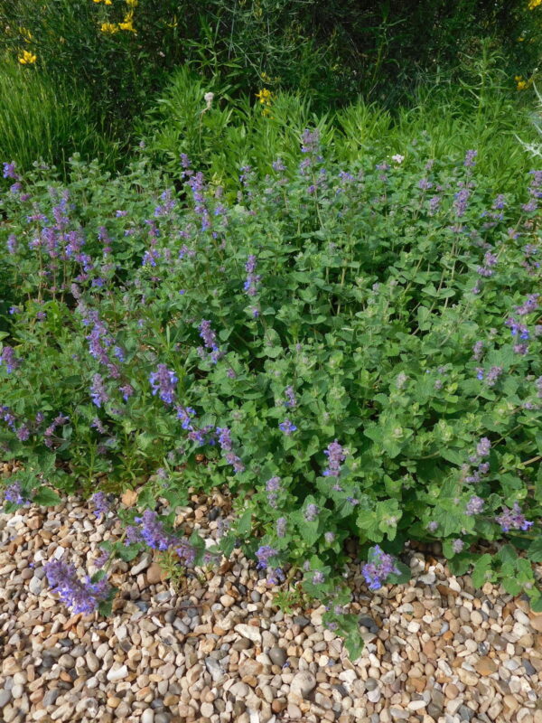 Nepeta racemosa 'Little Titch'