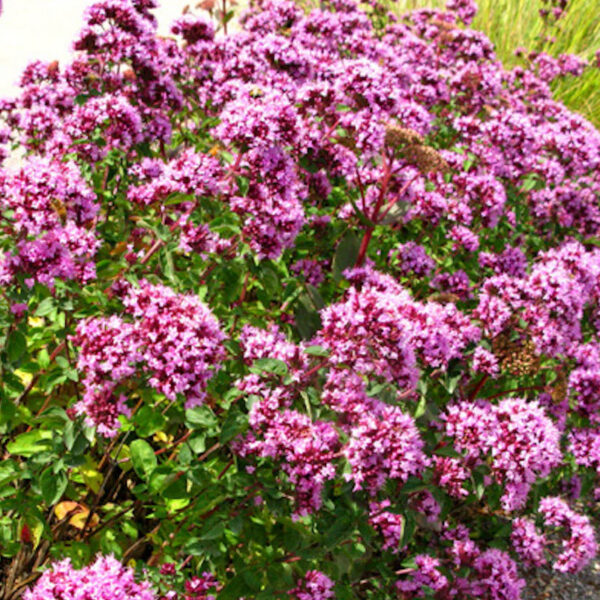 Origanum 'Rosenkuppel'