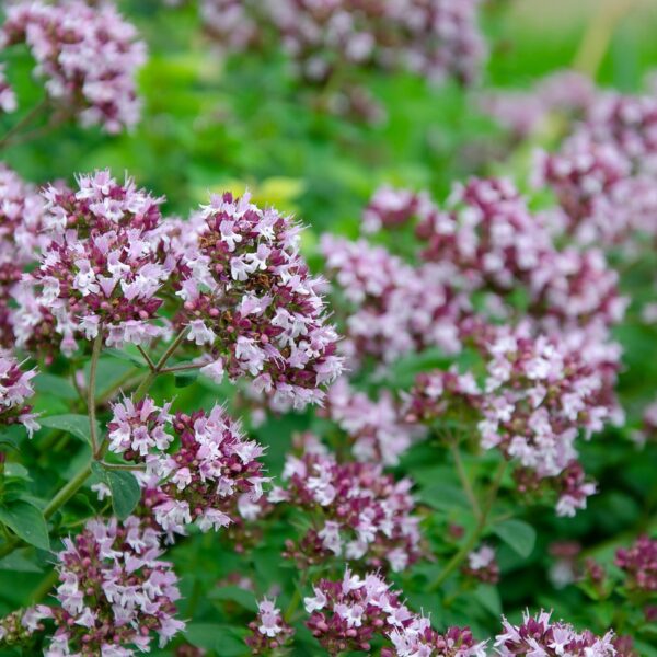 Origanum vulgare