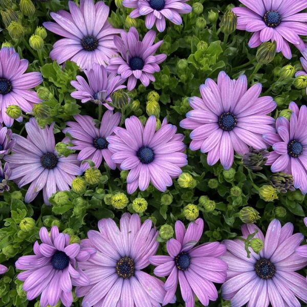 Osteospermum 'Lilac'
