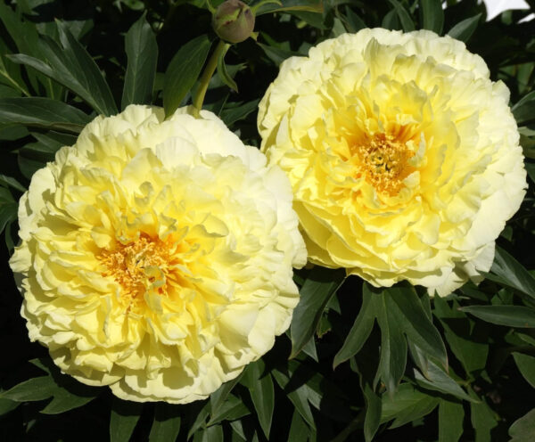 Paeonia itoh 'Bartzella'