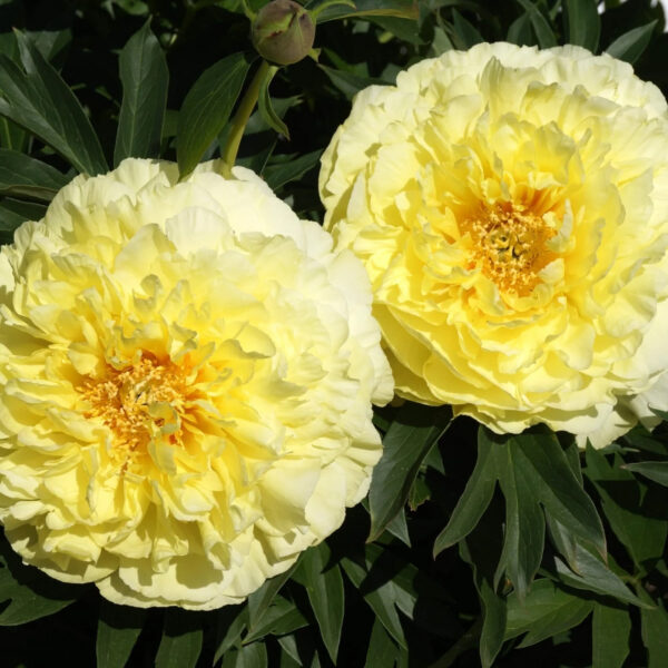 Paeonia itoh 'Bartzella'