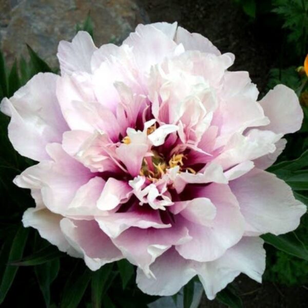 Paeonia itoh 'Cora Louise'