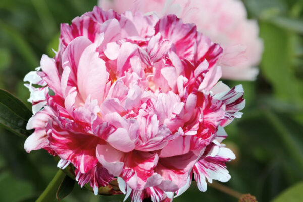 Paeonia lactiflora 'Candy Stripe'