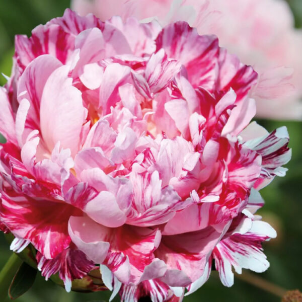Paeonia lactiflora 'Candy Stripe'