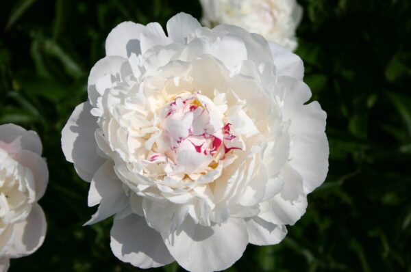 Paeonia lactiflora 'Festiva Maxima'