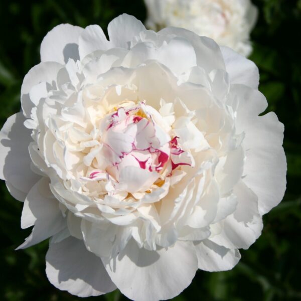 Paeonia lactiflora 'Festiva Maxima'