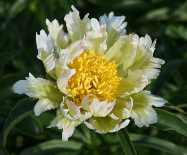 Paeonia lactiflora  'Green Lotus'