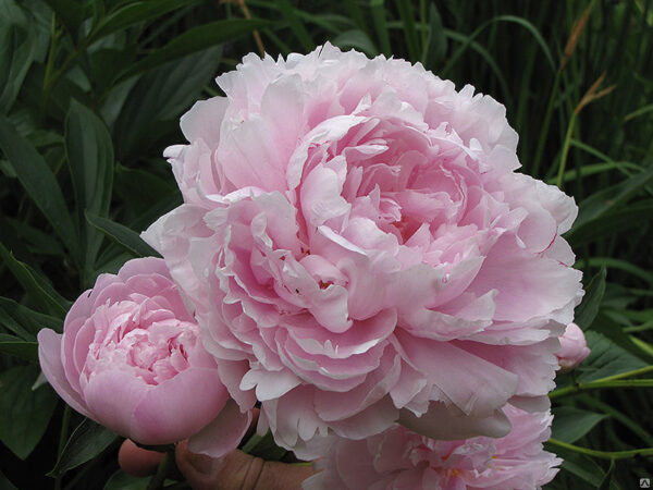 Paeonia lactiflora 'Pink Double'