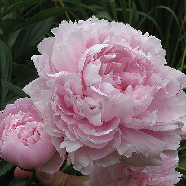 Paeonia lactiflora 'Pink Double'