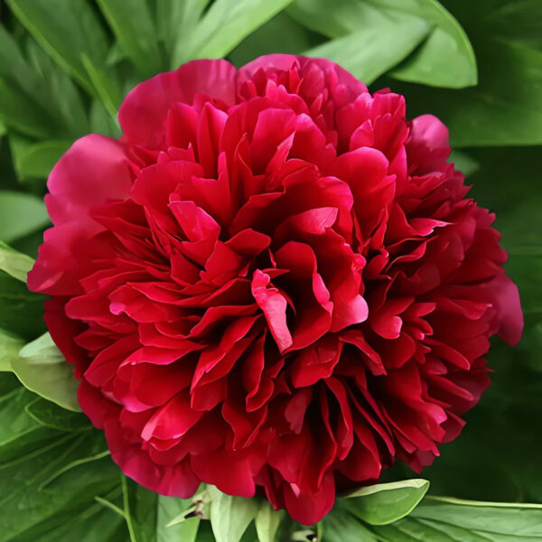 Paeonia lactiflora 'Red Double'