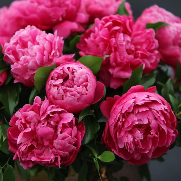 Paeonia lactiflora 'Red Sarah Bernhardt'