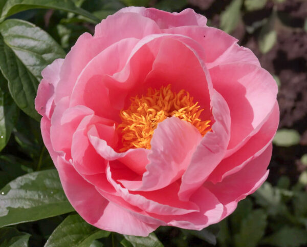 Paeonia lactiflora 'Salmon Chiffon'