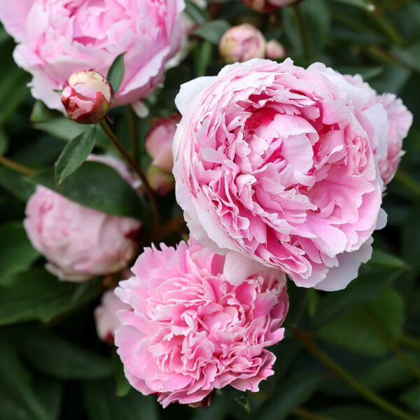 Paeonia lactiflora 'Sarah Bernhardt'