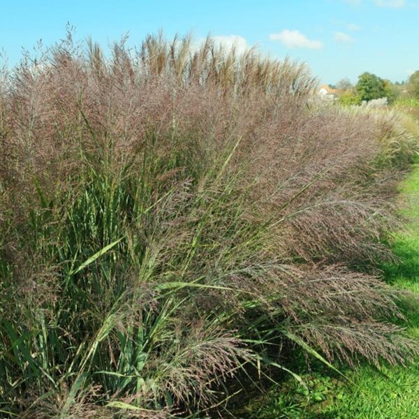 Panicum virgatum 'Dallas Blues'