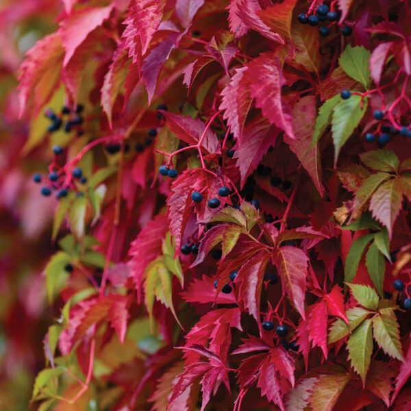 Parthenocissus quinquefolia