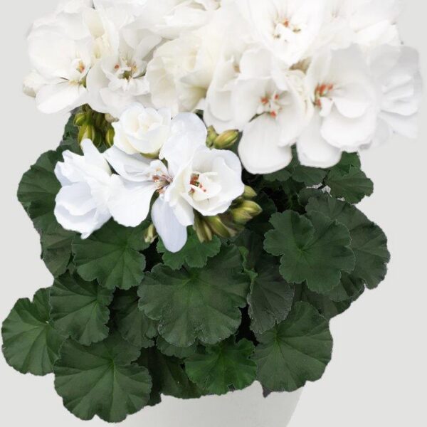 Pelargonium pelt 'Solfaro Conde'