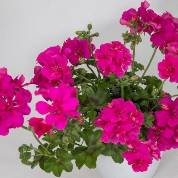 Pelargonium pelt  'Solfaro Gandra'
