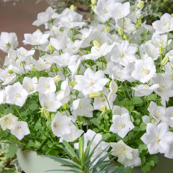 Campanula carpatica 'White Uniform'