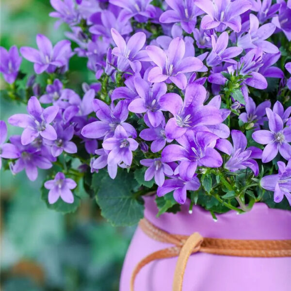 Колокольчики