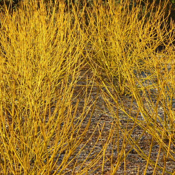 Cornus sericea 'Flaviramea'