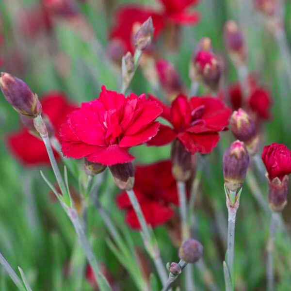 Dianthus gratianopolitanus 'Bombardier'
