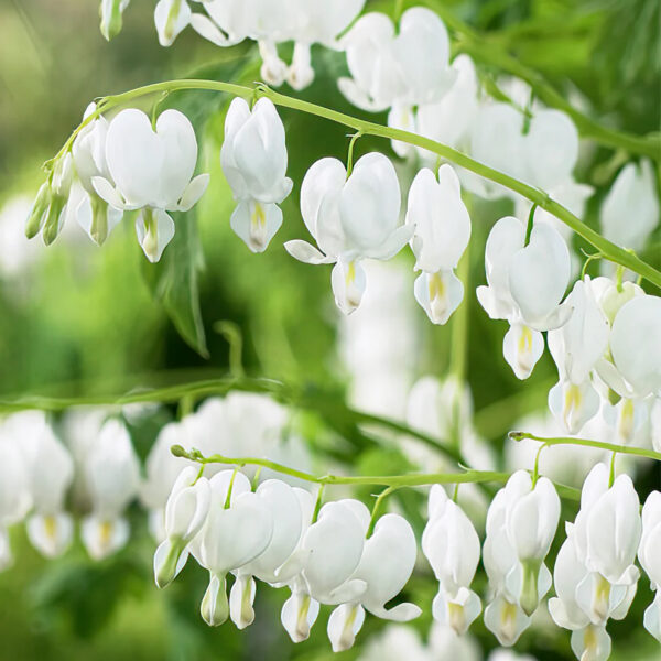 Dicentra spectabilis  'Alba'
