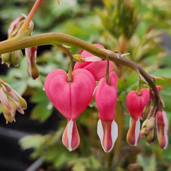 Dicentra spectabilis  'Valentine'