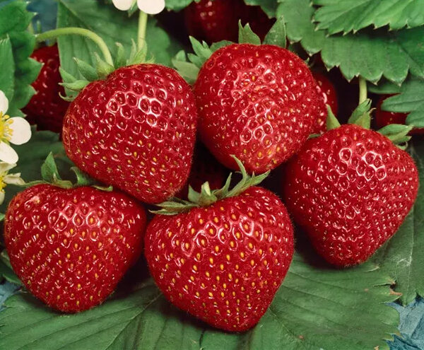 Fragaria ananassa 'Asia'