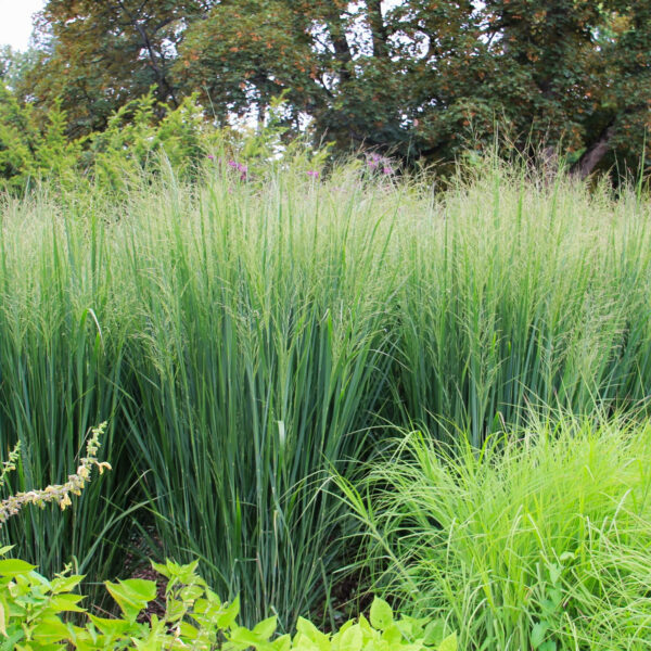 Panicum virgatum 'Northwind'