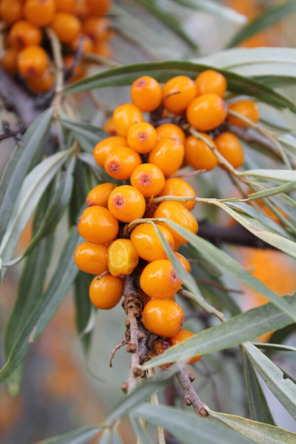 Hippophae rhamnoides 'Botanitšeskaja ljubitelskaja'