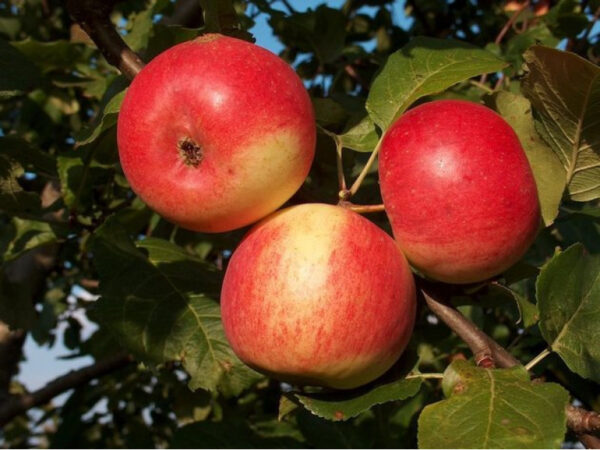 Malus domestica 'Agra'