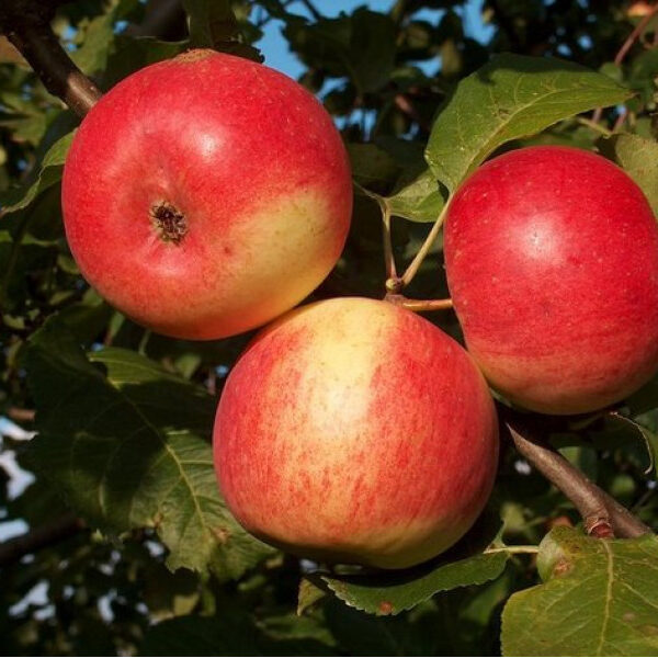 Malus domestica 'Agra'