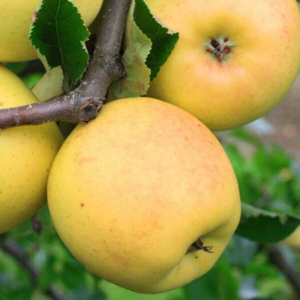 Malus domestica  'Ananas Berzenicki'