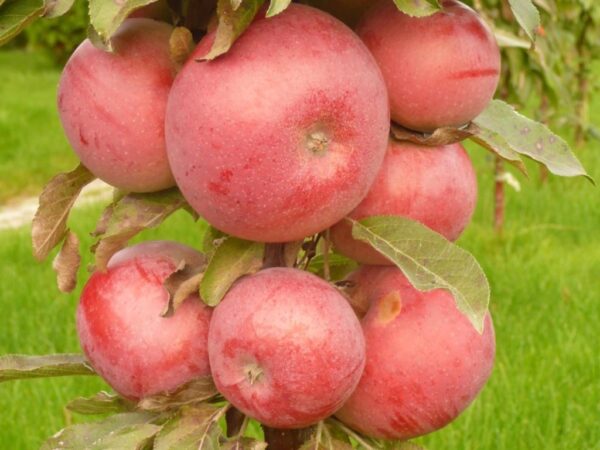 Malus domestica 'Anda'