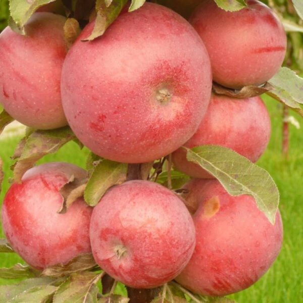 Malus domestica 'Anda'