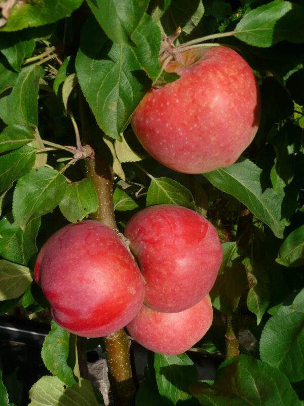 Malus domestica 'Baiba'